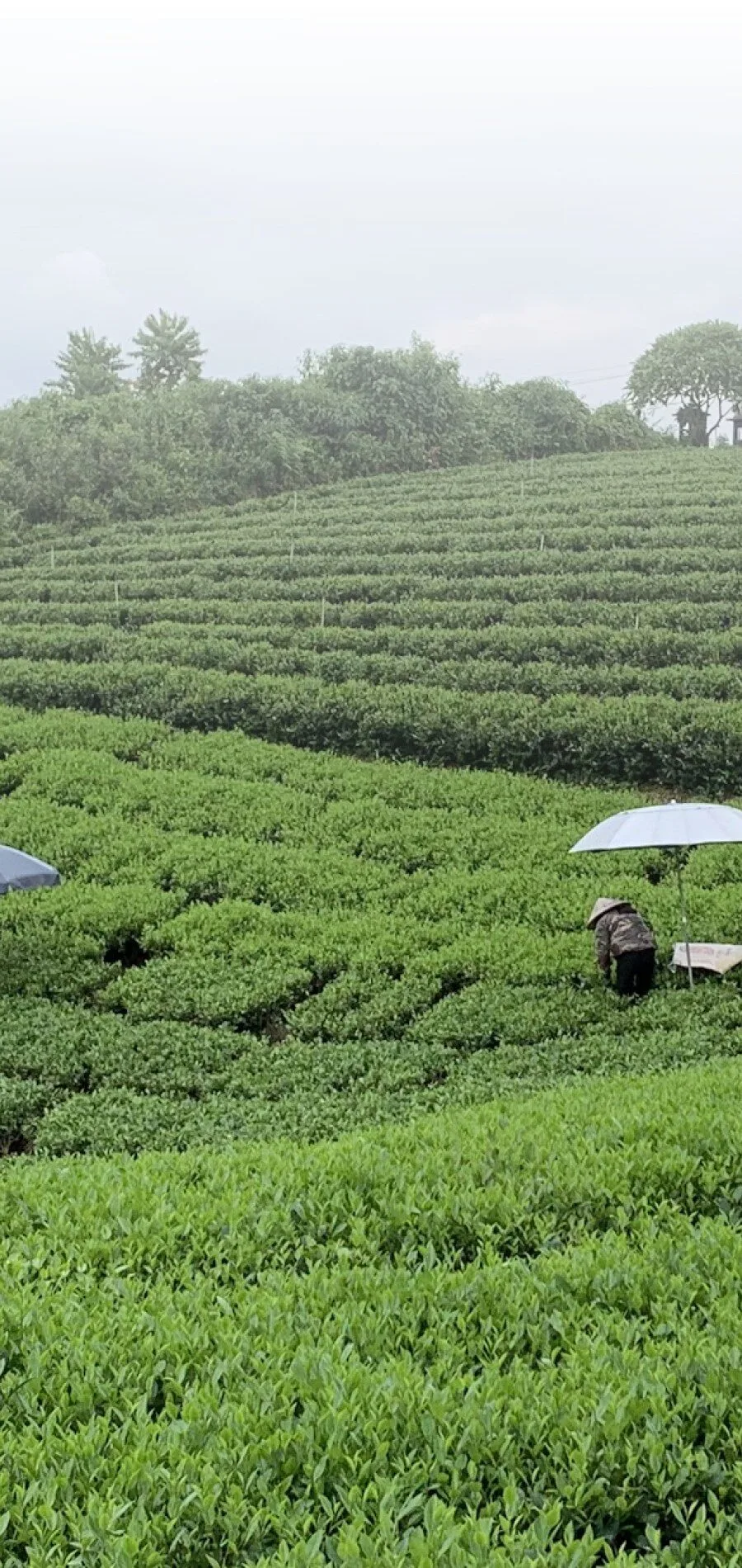 Members of Tam Tra Viet Cooperative picking tea on the hills of Dai Tu, Thai Nguyen