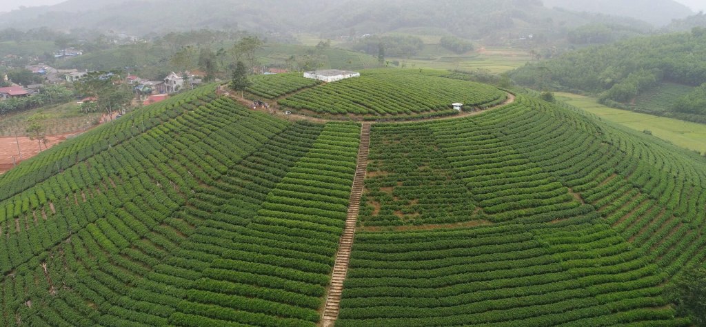 Aerial view of TRAVINA's terraced tea gardens in Dai Tu, Thai Nguyen