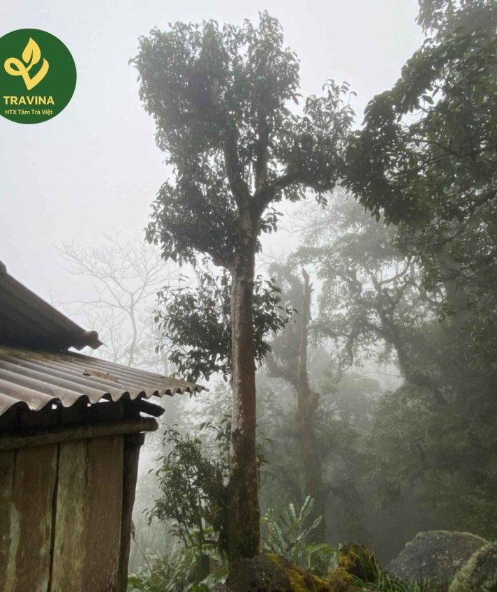 Ein alter Shan-Tuyet-Teebaum im Morgennebel über dem Dorf