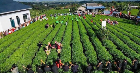 Pflückerinnen in den Teereihen in Dai Tu, Thai Nguyen, von oben gesehen