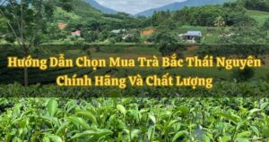 Tra Bac - Traditional Northern Green Tea