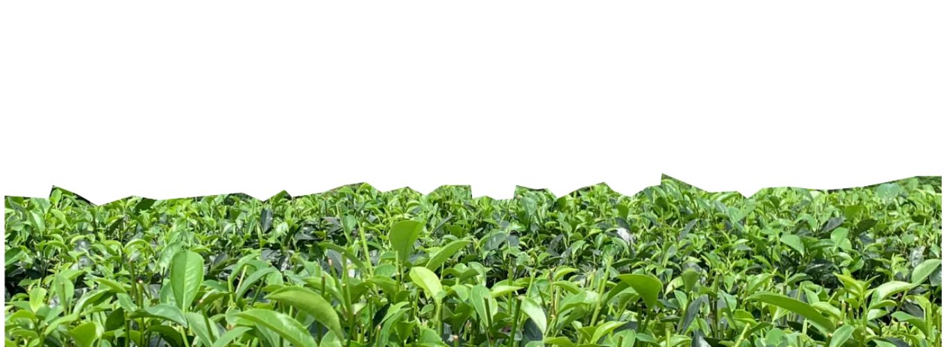 Young tea bushes in a TRAVINA garden in Dai Tu, Thai Nguyen