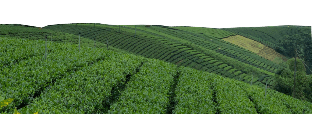 Rows of tea on the hillsides of the TRAVINA growing area in Thai Nguyen