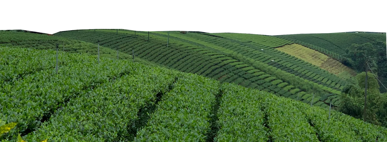Rows of tea on the hillsides of the TRAVINA growing area in Thai Nguyen
