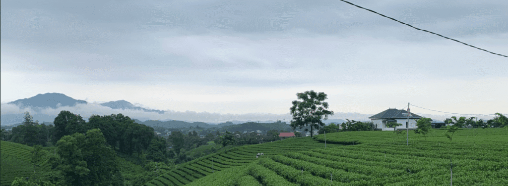 TRAVINA tea hills in Dai Tu, Thai Nguyen, seen from above in the early morning