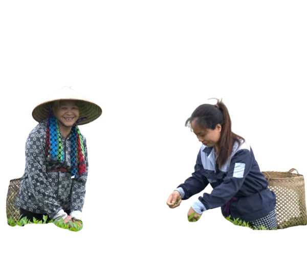 Two cooperative members picking tea by hand in the TRAVINA gardens