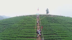 Vista aérea de una colina de té de Thai Nguyen con un sendero hasta la cima