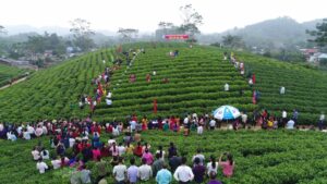 Fiesta de recolección de té en una ladera de Thai Nguyen