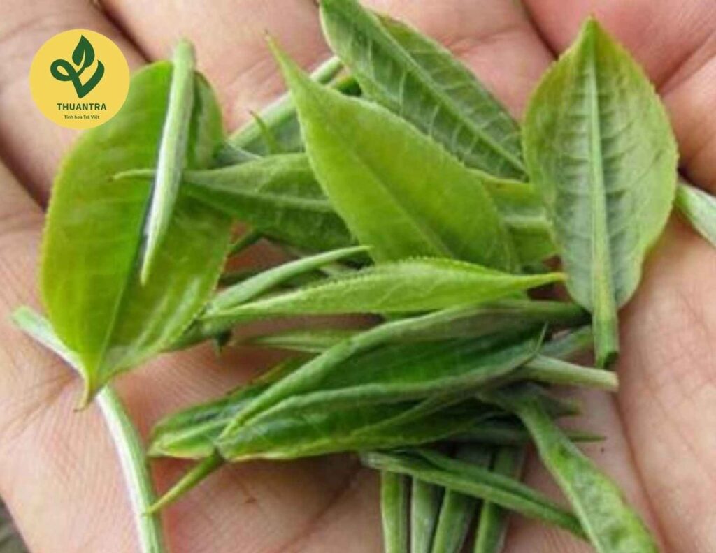 TRAVINA 太原 Canh Hac 芽茶 — 手中的鲜芽
