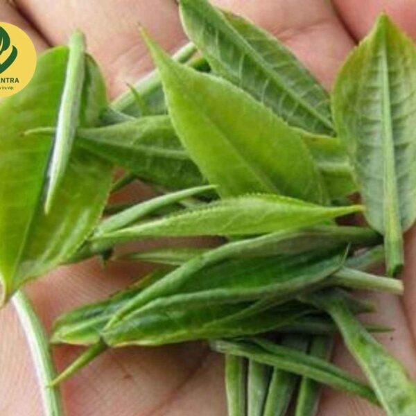 TRAVINA 太原 Canh Hac 芽茶 — 手中的鲜芽