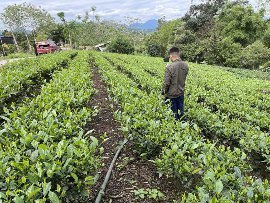 Un miembro del equipo de TRAVINA grabando con un estabilizador de móvil entre las hileras de té en Dai Tu, Thai Nguyen