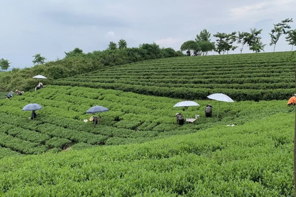 Members of Tam Tra Viet Cooperative hand picking tea in Thai Nguyen