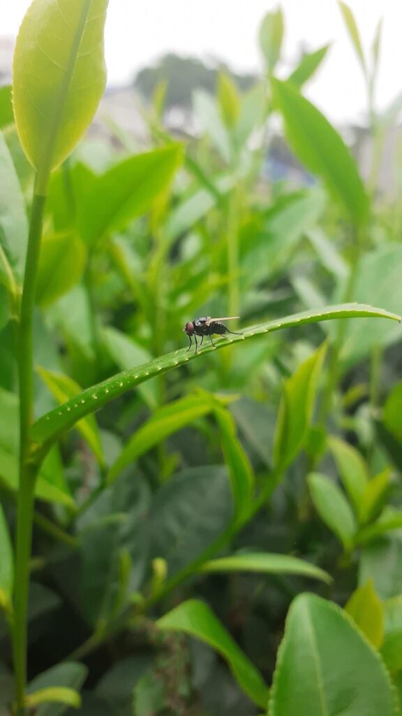 Una mosca pequeña posada en el borde de una hoja de té joven en el jardín de TRAVINA en Thai Nguyen