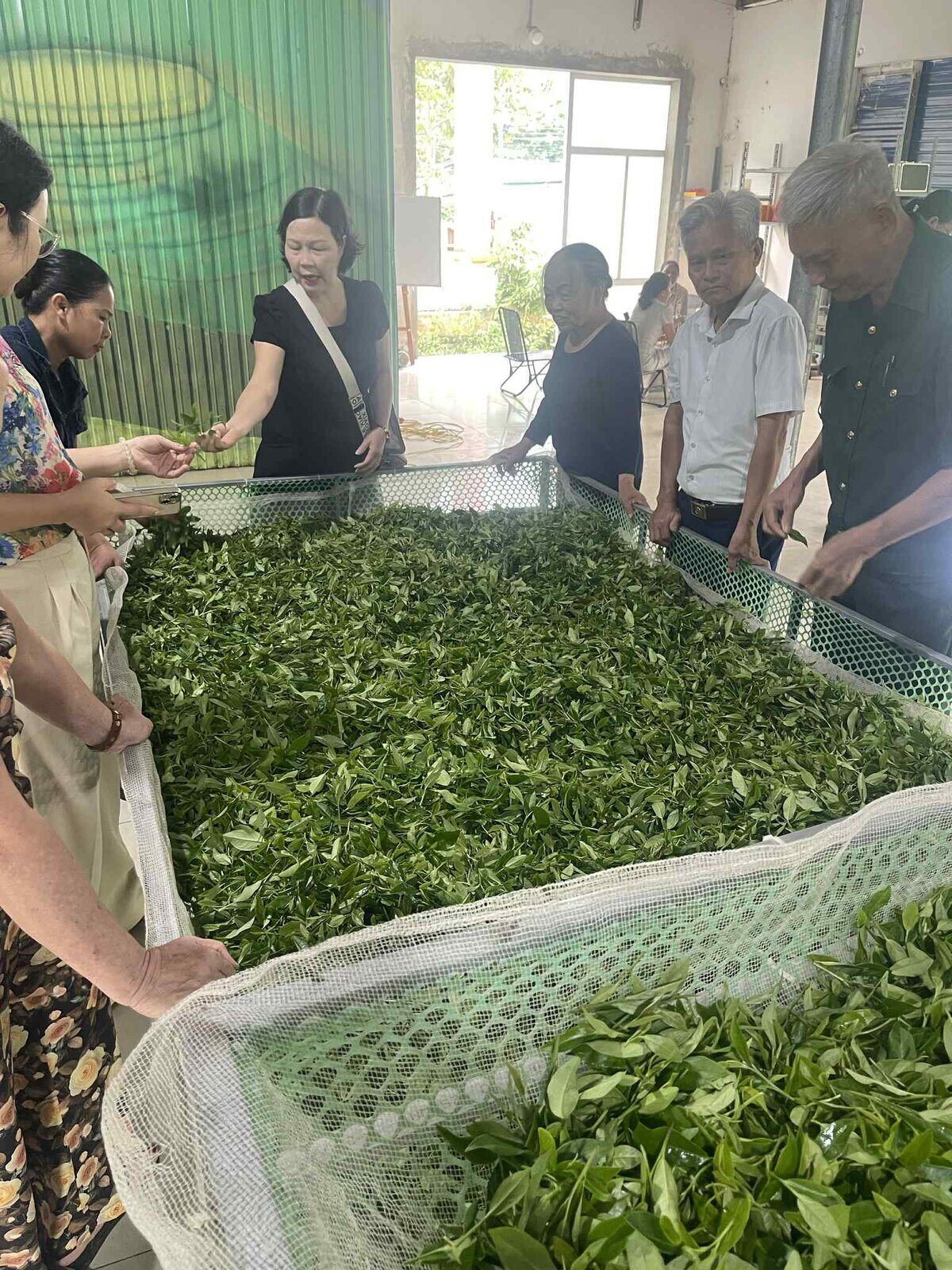 合作社社员在 La Bang 加工前于分拣网上检查刚采下的茶梢