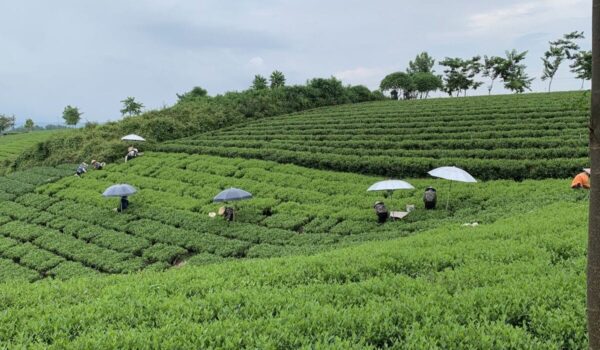 Member households of Tam Tra Viet Cooperative picking tea in the TRAVINA growing area, Thai Nguyen