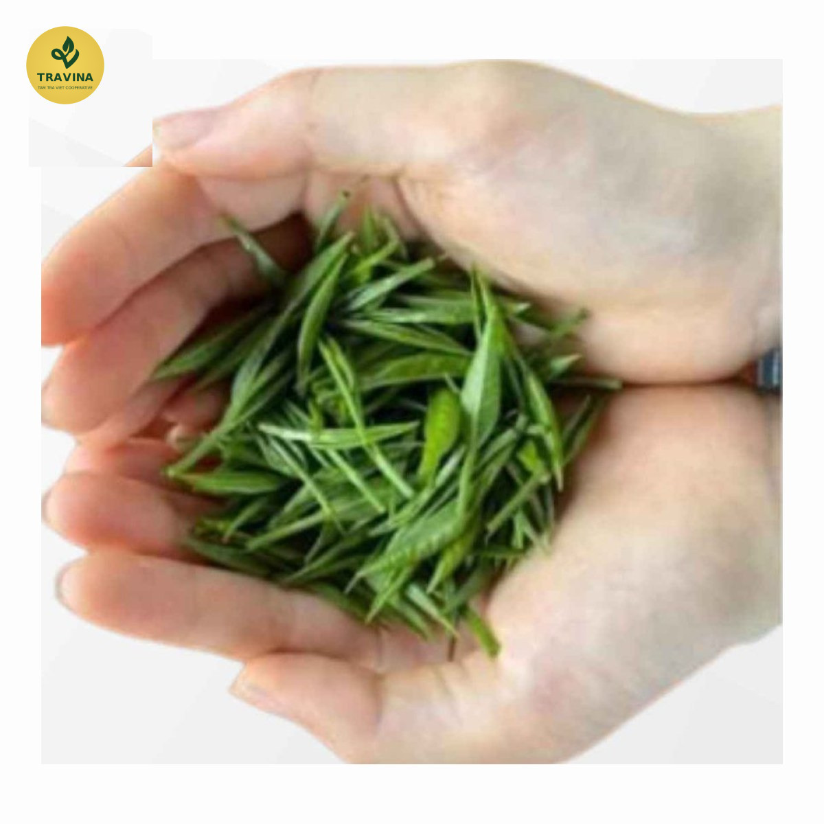 Yemas de té recién recogidas sostenidas en la mano en un jardín de TRAVINA en Thai Nguyen