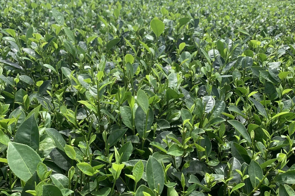 Fresh tea shoots on the bush at Dai Tu, showing the one bud and two leaves picking standard used by TRAVINA