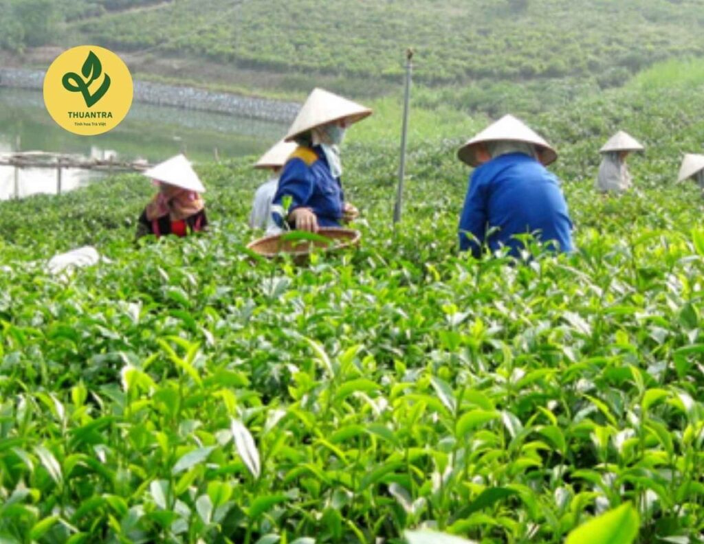 Sechs-Nein Sauberer Grüntee von TRAVINA, Thai Nguyen – der Teegarten