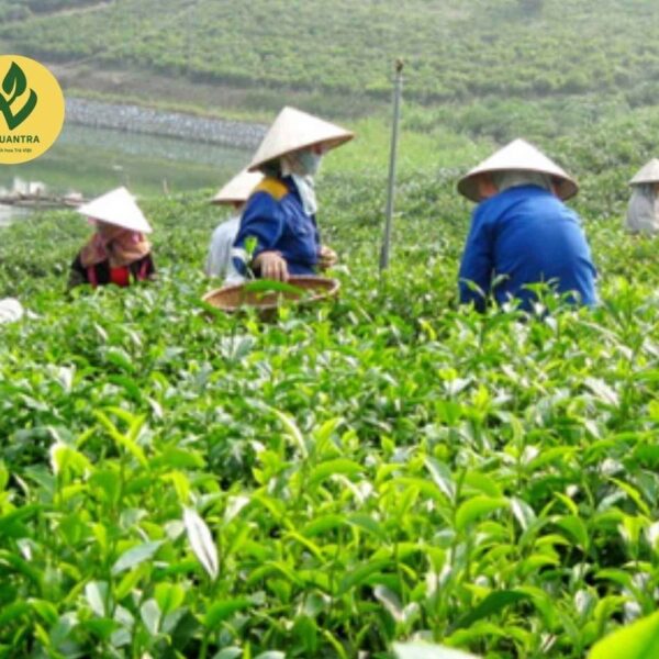 Sechs-Nein Sauberer Grüntee von TRAVINA, Thai Nguyen – der Teegarten