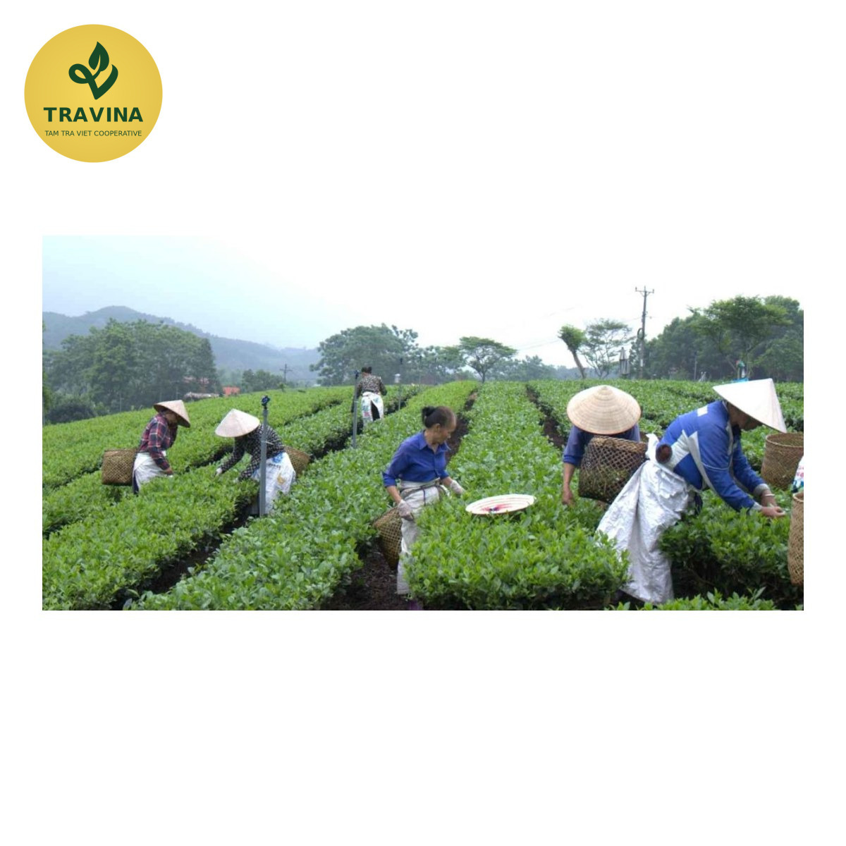 Un jardín de té de un socio de TRAVINA en Thai Nguyen mantenido sin herbicida, con hierba entre las hileras