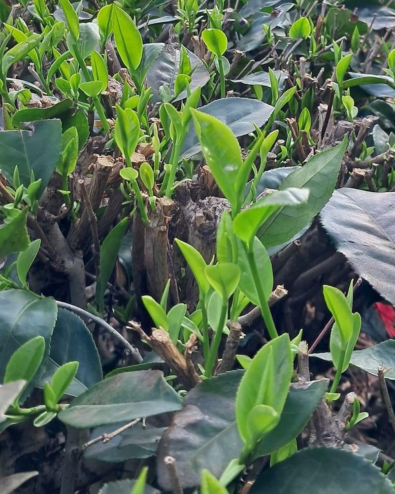 Zurückgeschnittene Teestümpfe treiben leuchtend neue Triebe in einem TRAVINA-Garten in La Bang, Dai Tu
