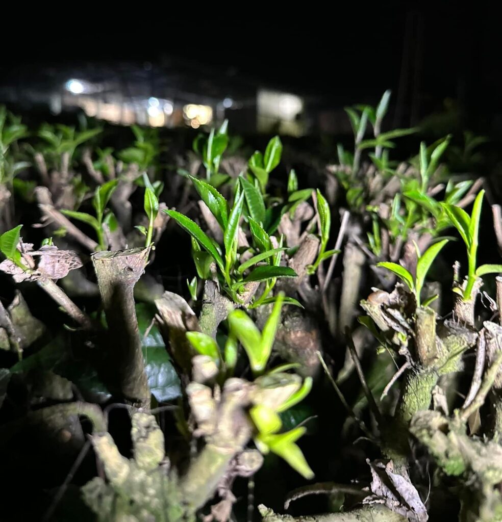 Tocones de té podados sacando brotes nuevos de noche, con el taller de TRAVINA iluminado a lo lejos