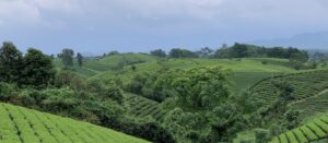 Чайные сады TRAVINA — кооператива Tam Tra Viet в Дайты, Тхайнгуен