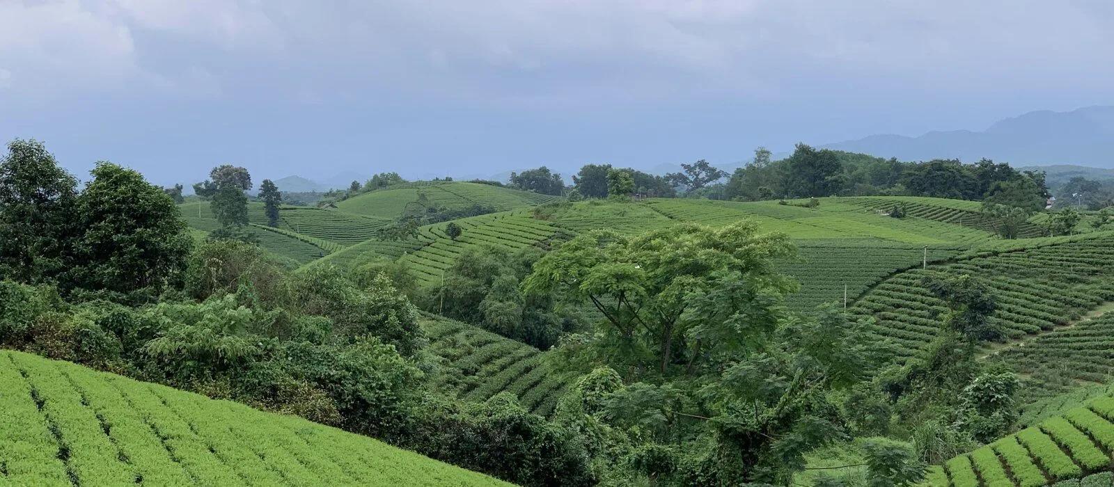 Tea gardens of TRAVINA - Tam Tra Viet Cooperative in Dai Tu, Thai Nguyen