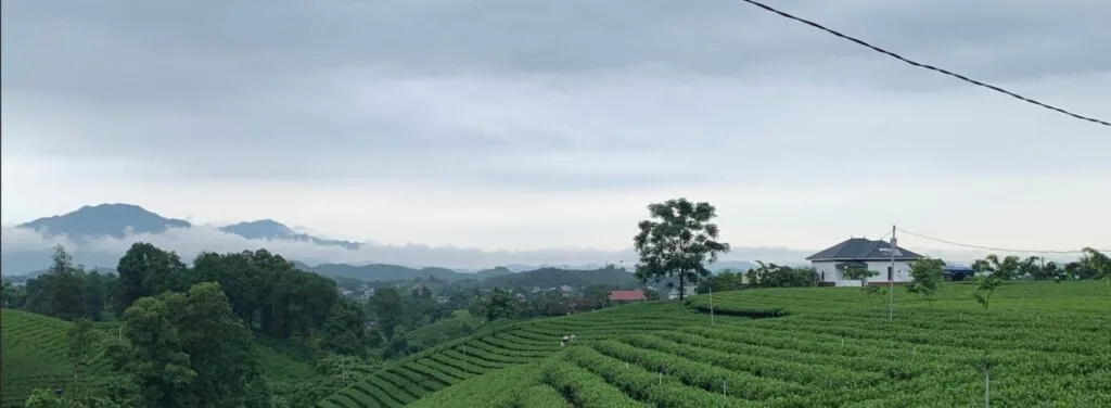 TRAVINA tea hills in Dai Tu, Thai Nguyen, seen from above in the early morning