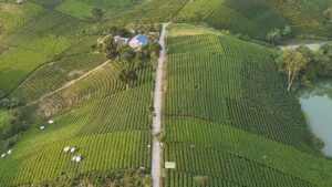 Aerial view of the TRAVINA tea gardens at Dai Tu, Thai Nguyen