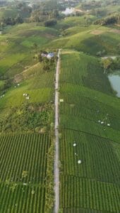 Aerial view of terraced tea gardens at Dai Tu, Thai Nguyen, with a lane running between the plots and pickers working under white sun umbrellas