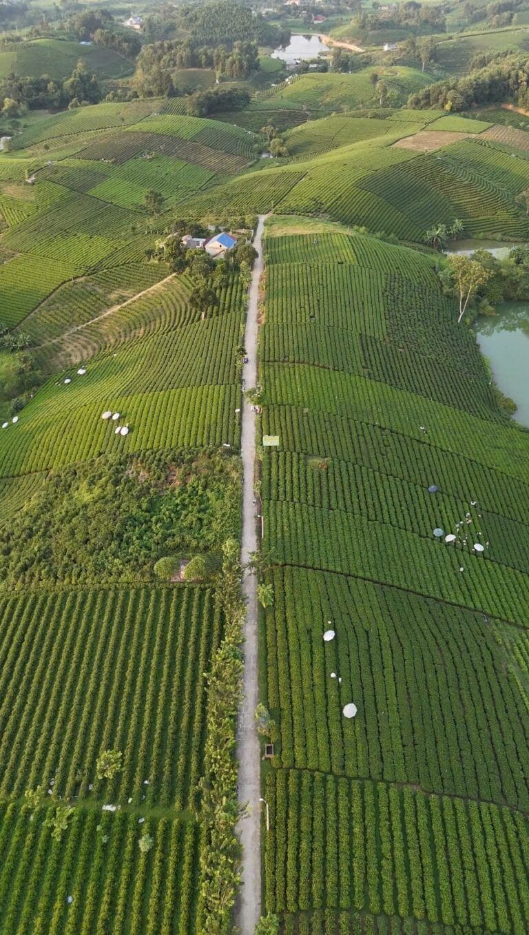 Luftaufnahme terrassierter Teegärten in Dai Tu, Thai Nguyen, mit einem Weg zwischen den Parzellen und Pflückerinnen unter weißen Sonnenschirmen