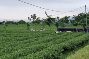 Colinas de té de TRAVINA en la comuna de La Bang, Thai Nguyen