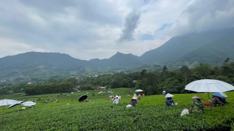 Panorama of the TRAVINA tea hills on a harvest morning, with pickers under sun umbrellas and the mountains of Dai Tu behind