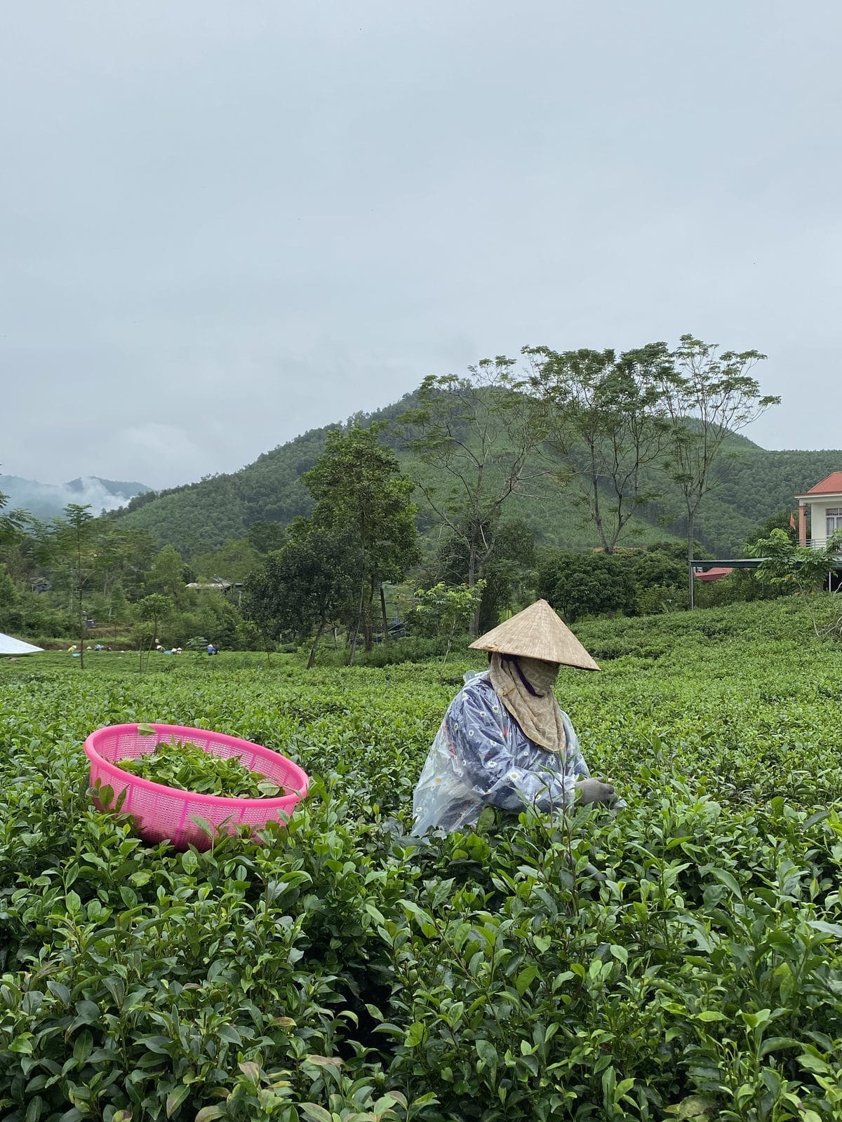 A TRAVINA cooperative member picking tea by hand beside a row of bushes