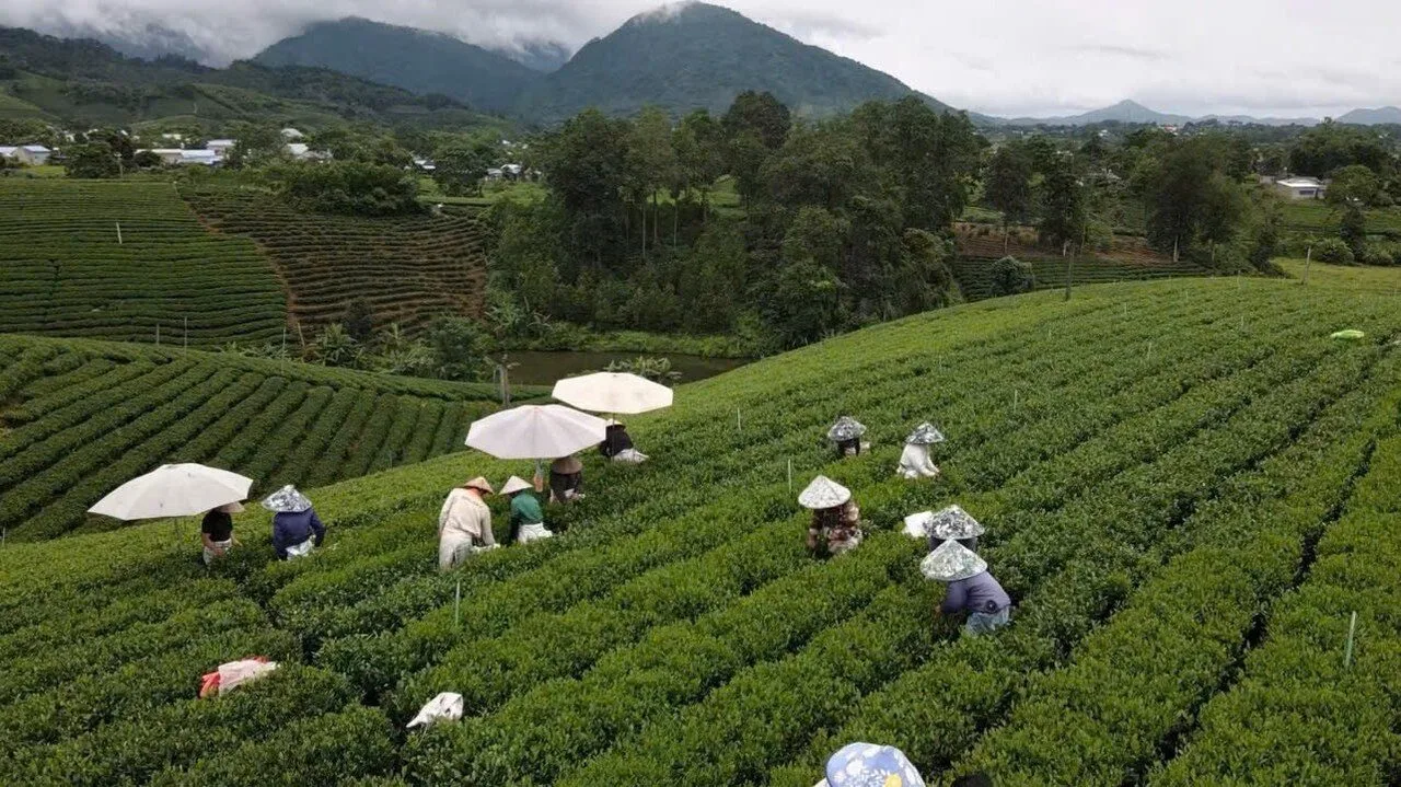 Members of Tam Tra Viet Cooperative picking fresh tea by hand along the terraced rows at Dai Tu, Thai Nguyen, seen from above