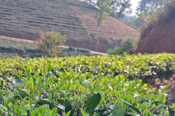 Collines de thé en terrasses et talus de latérite rouge au-dessus de rangs de théiers TRAVINA en nouvelle pousse, Dai Tu, Thai Nguyen