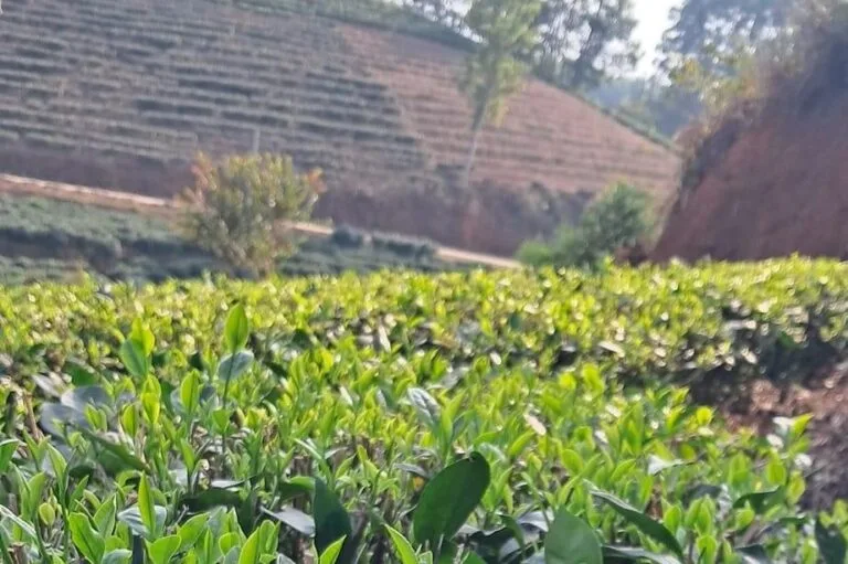 Terraced tea hills and red laterite banks above rows of TRAVINA tea in new flush, Dai Tu, Thai Nguyen