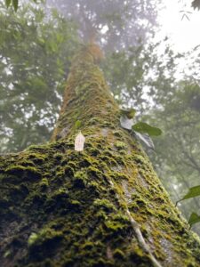 Moss-covered trunk of an ancient tea tree on Nui Bong, Thai Nguyen