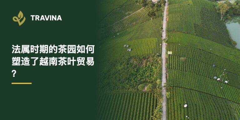 法属时期的茶园如何塑造了越南茶叶贸易？大慈茶山航拍