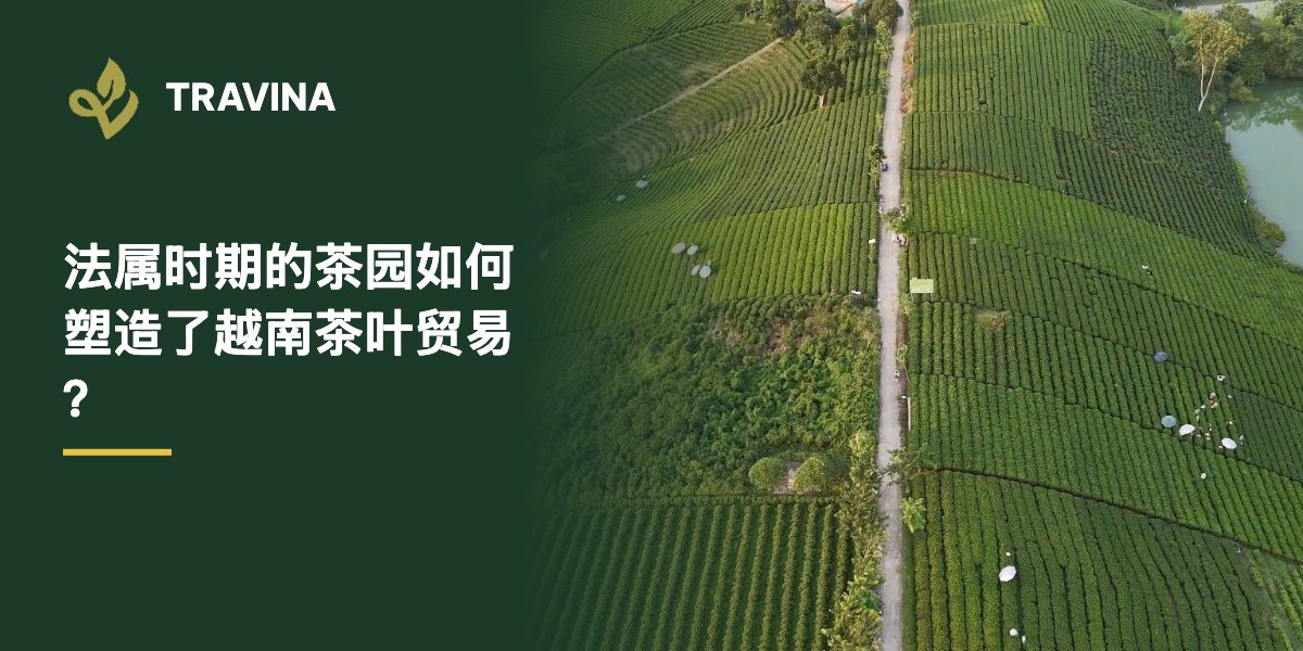 法属时期的茶园如何塑造了越南茶叶贸易？大慈茶山航拍