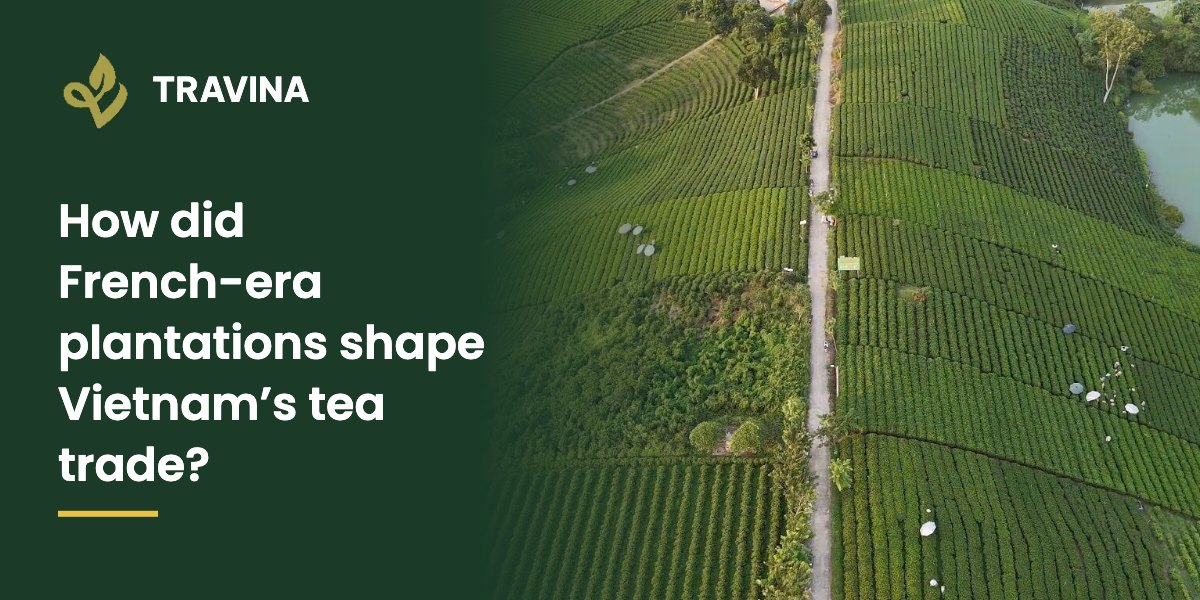 How did French-era plantations shape Vietnam's tea trade? Aerial view of tea hills in Dai Tu