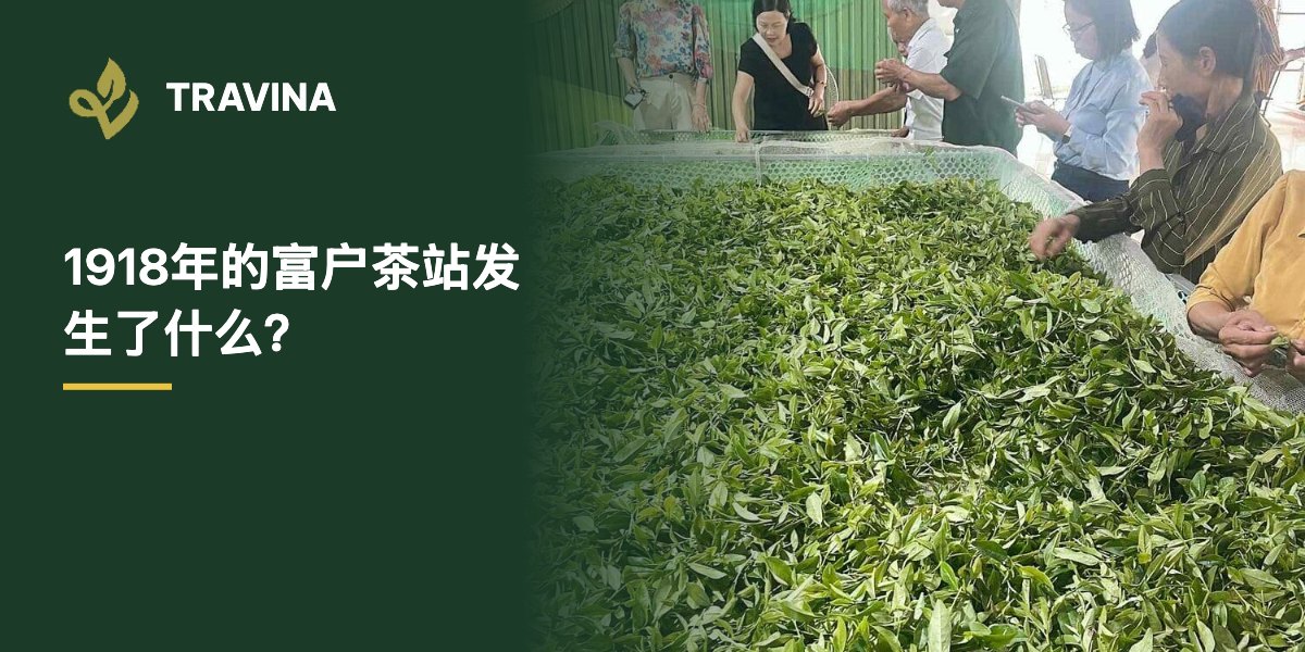 1918年的富户茶站发生了什么？萎凋槽上的鲜叶