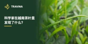 科学家在越南茶叶里发现了什么？TRAVINA茶园中的嫩叶