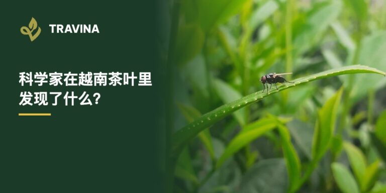 科学家在越南茶叶里发现了什么？TRAVINA茶园中的嫩叶