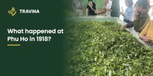 What happened at Phu Ho in 1918? Fresh tea leaf on a withering trough