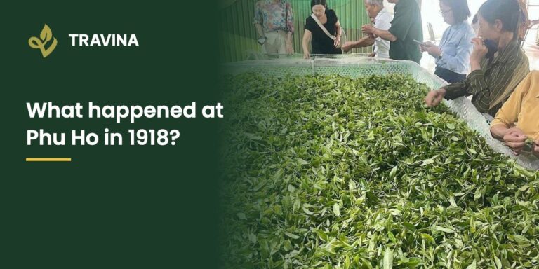 What happened at Phu Ho in 1918? Fresh tea leaf on a withering trough