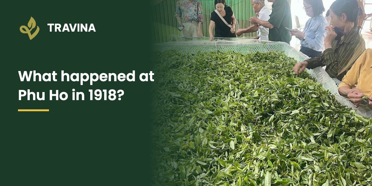 What happened at Phu Ho in 1918? Fresh tea leaf on a withering trough