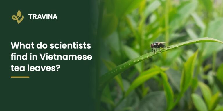 What do scientists find in Vietnamese tea leaves? A young tea leaf in a TRAVINA garden