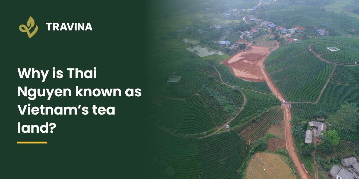 Why is Thai Nguyen known as Vietnam's tea land? Aerial view of a Thai Nguyen tea growing area and village